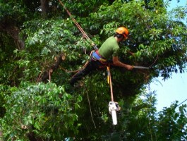 Nichols and Sons Tree Surgeons