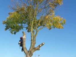 Tree Felling Sutton