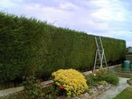 Hedge Trimming & Shaping Sutton