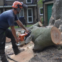 Tree Felling in Surrey