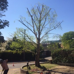 Tree Pruning in Surrey