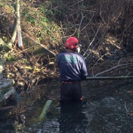 Tree Felling in New Malden