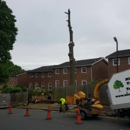 Tree felling in London