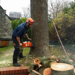 Surrey Tree Felling