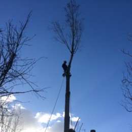 Tree surgeons in Sutton