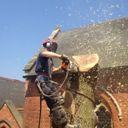 Tree Felling in Sutton