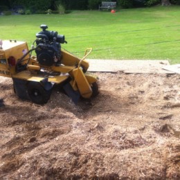 Stump Grinding in Surrey