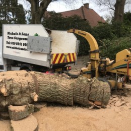 Emergency Tree Work Surrey