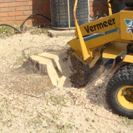 Stump Grinding in Worcester Park