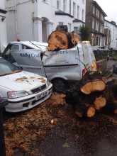 Emergency Tree Work Cheam