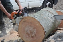 Tree Felling in Morden