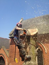 Tree felling Hooley