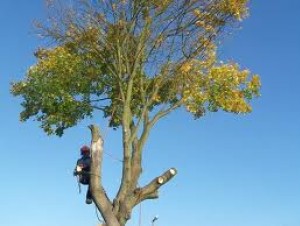 Tree Felling Sutton