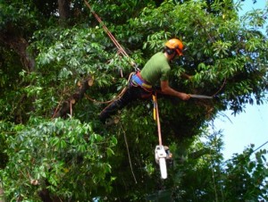 Tree Pruning Sutton