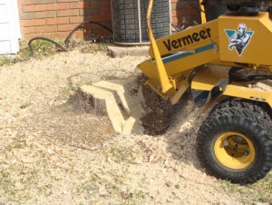 Stump Removal Sutton